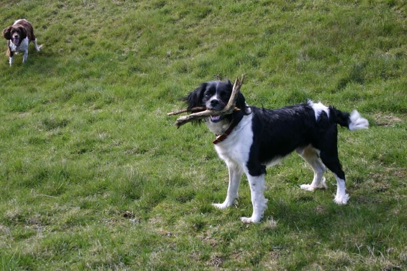 Buster with stick