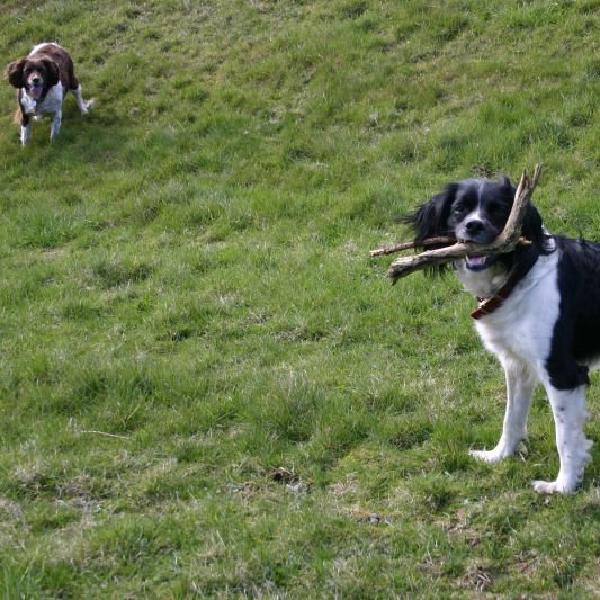 Buster with stick