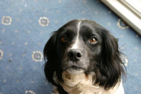 Buster