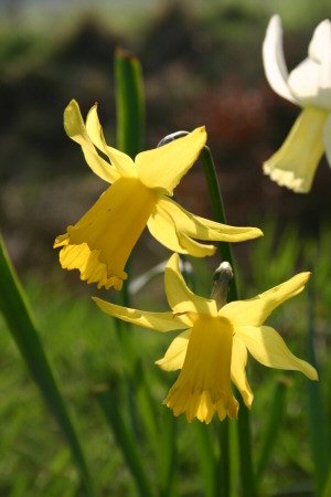 Daffodils