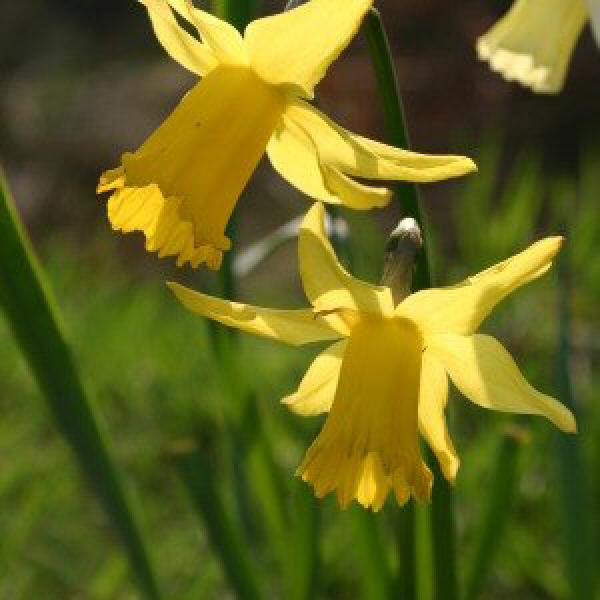 Daffodils