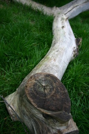 Drift wood...