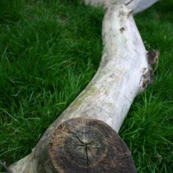 Drift wood...