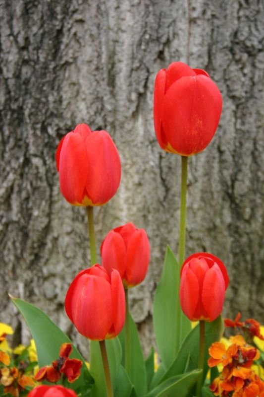 Five tulips