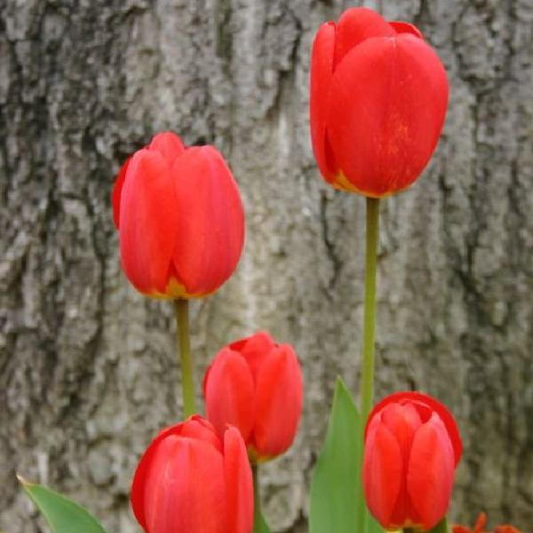 Five tulips