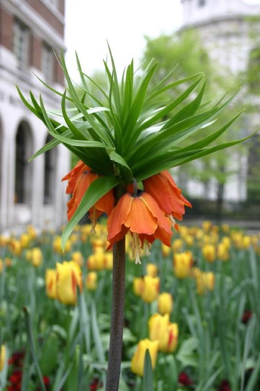 Imperial Fritillary