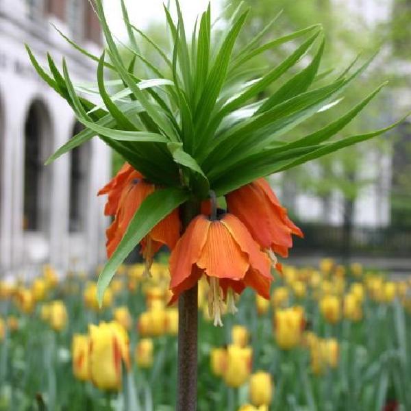 Imperial Fritillary