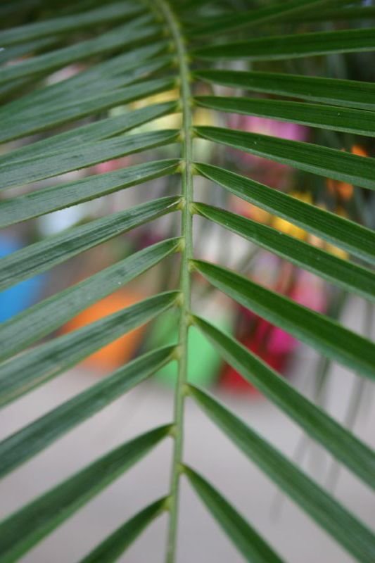 Palm-type leaf