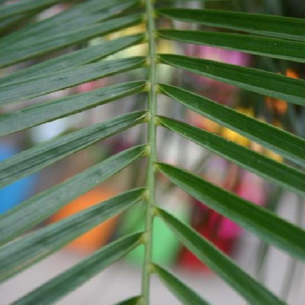 Palm-type leaf