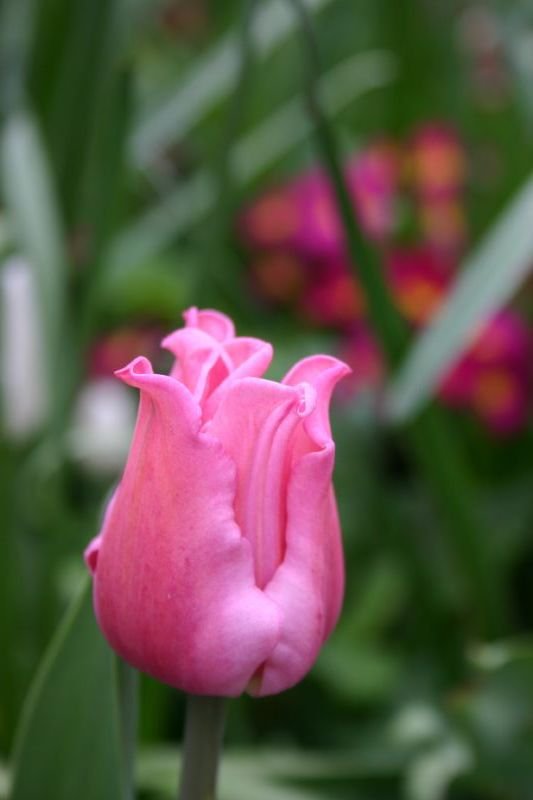 Pink tulip