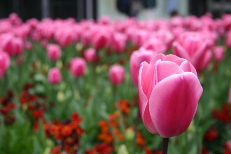 Pink tulips