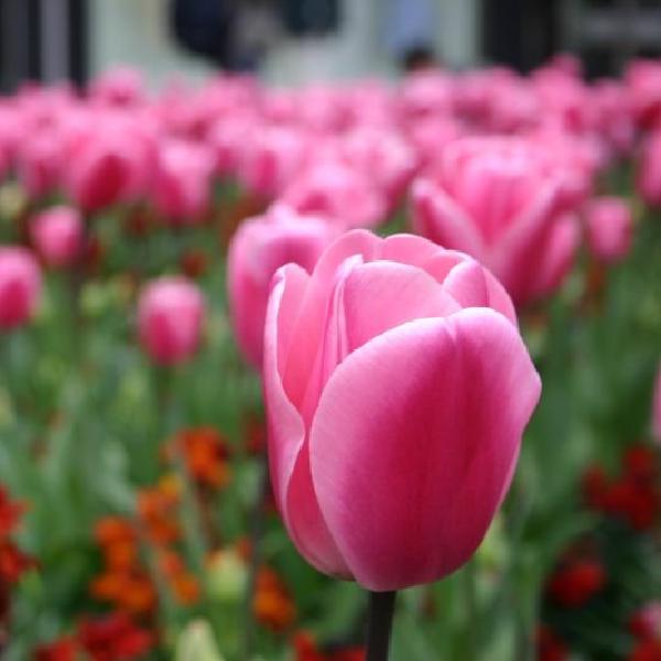 Pink tulips