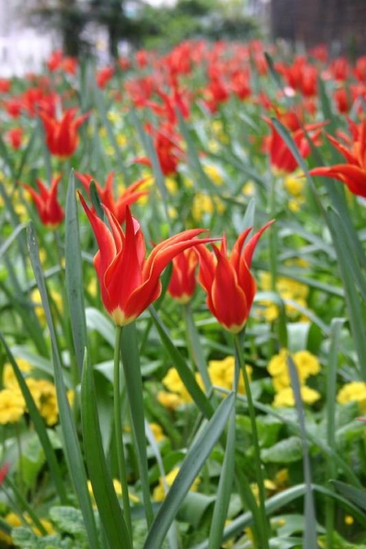 Red flowers
