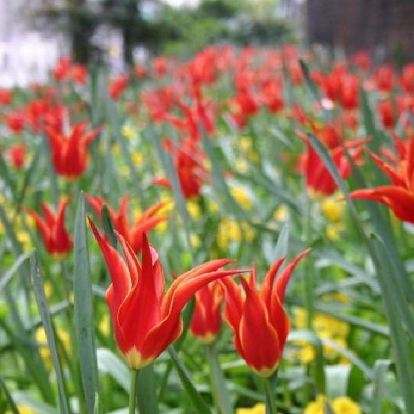 Red flowers
