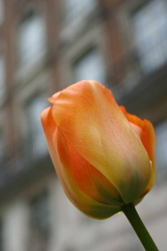 Tulip