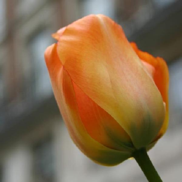 Tulip