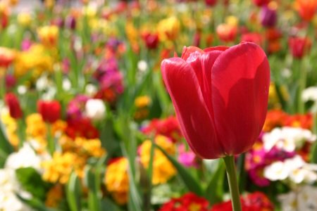 Tulips in Russell Square