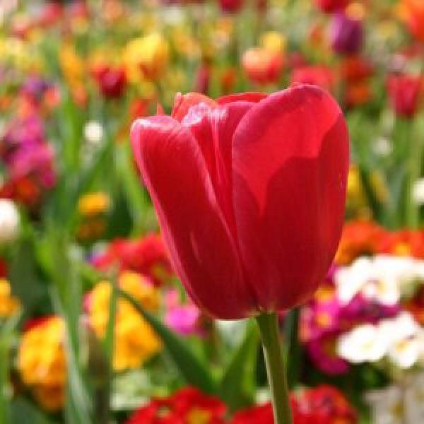 Tulips in Russell Square