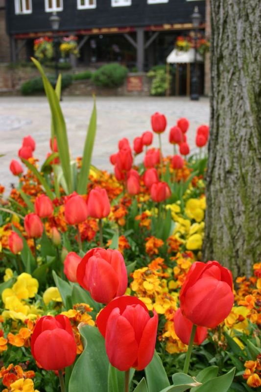 Tulips