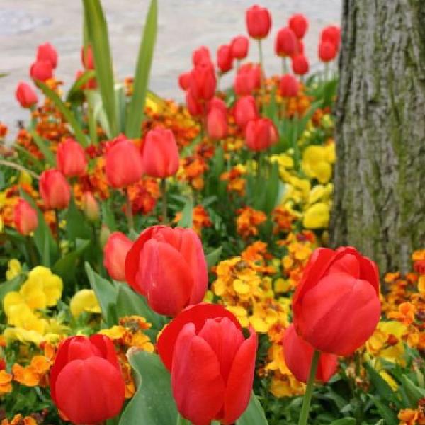 Tulips