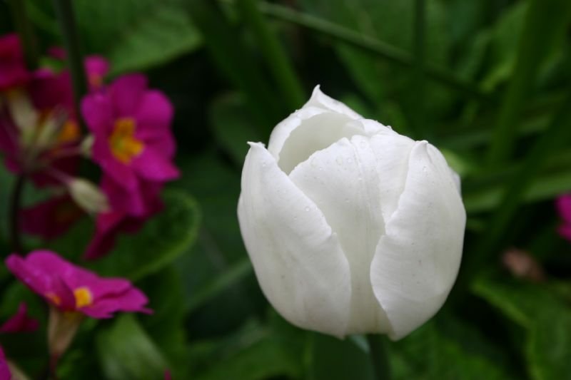 White tulip
