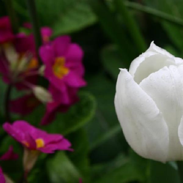 White tulip