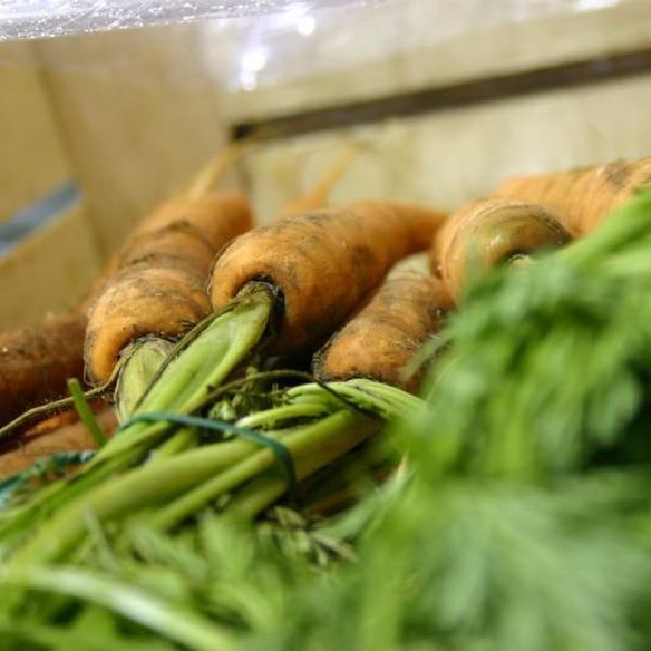 Carrots