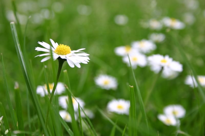 Daisies