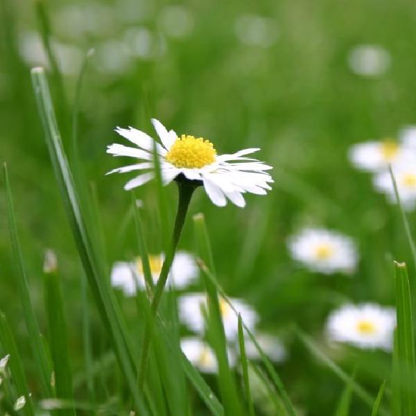 Daisies