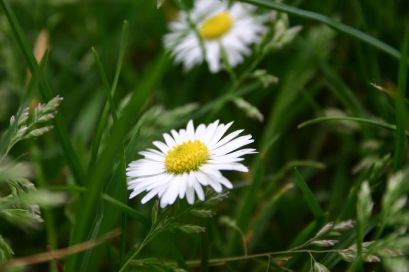 Daisies