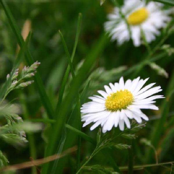 Daisies