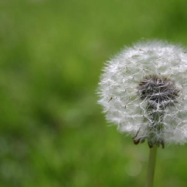 Dandelion