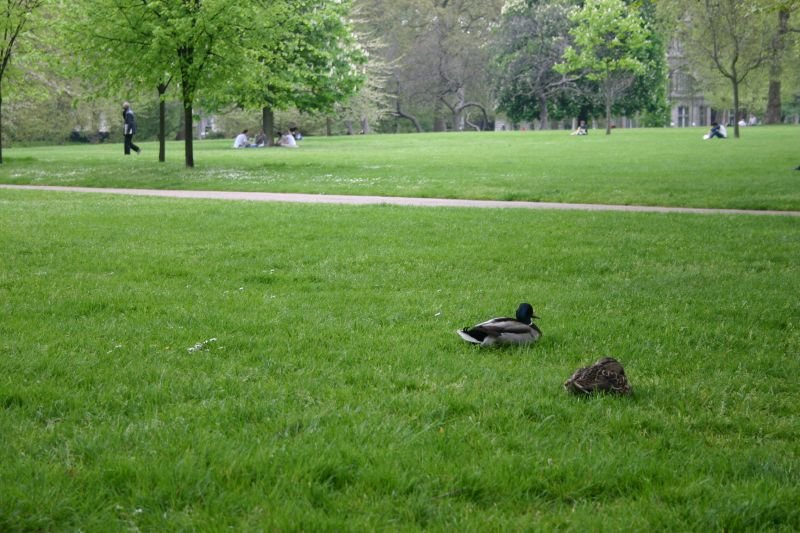 Ducks in the park