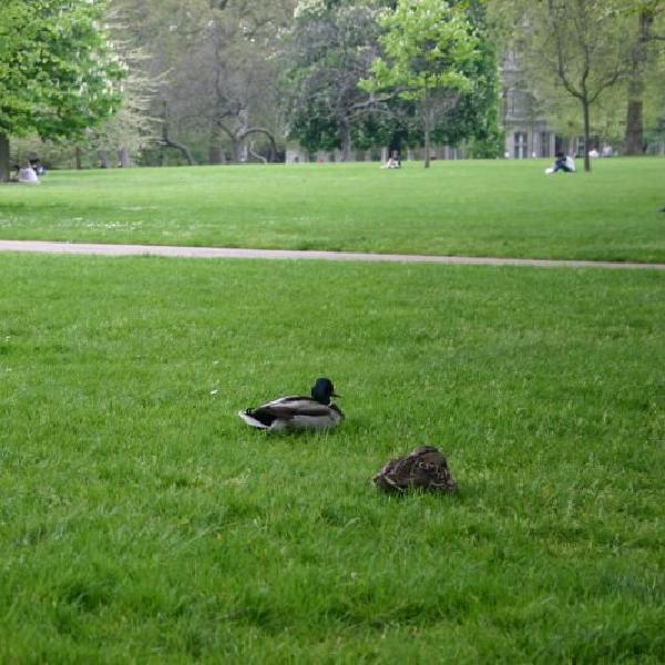 Ducks in the park