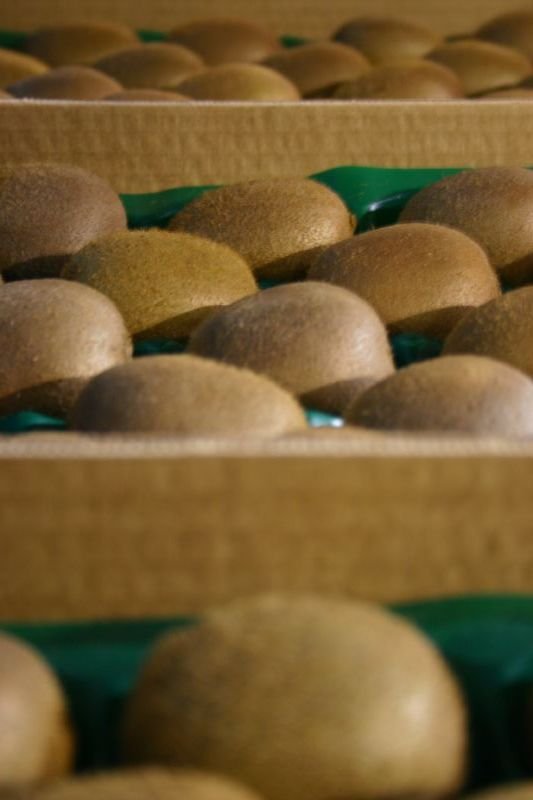 Kiwis, boxed