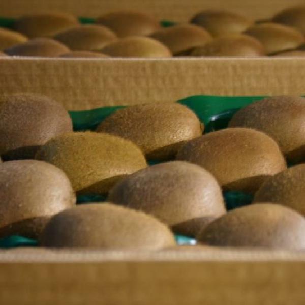 Kiwis, boxed