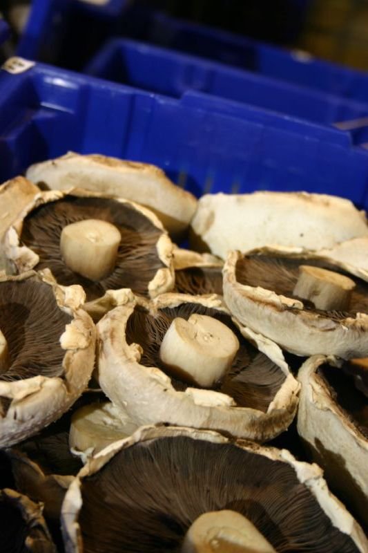 Mushrooms