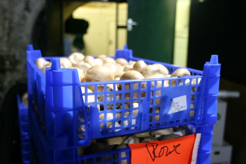Mushrooms for Rowe
