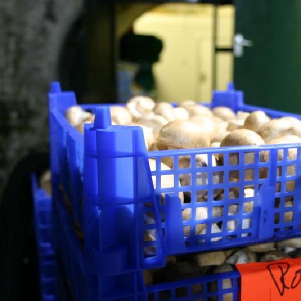 Mushrooms for Rowe