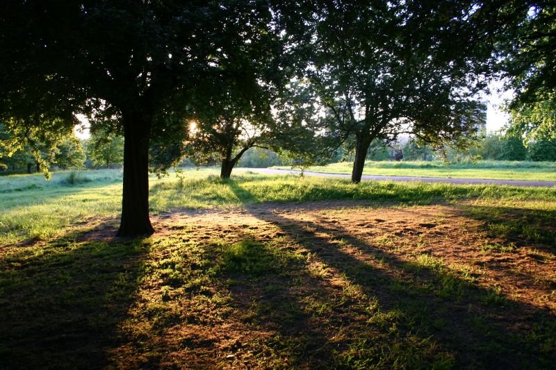 Shadows on Primrose Hill