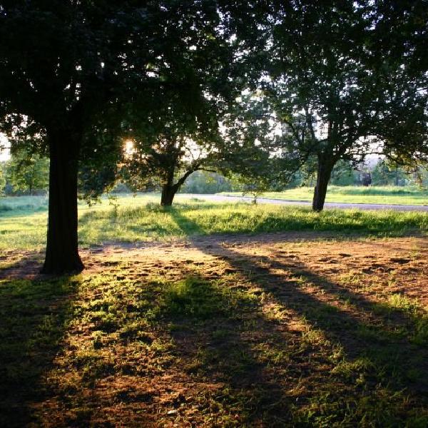 Shadows on Primrose Hill