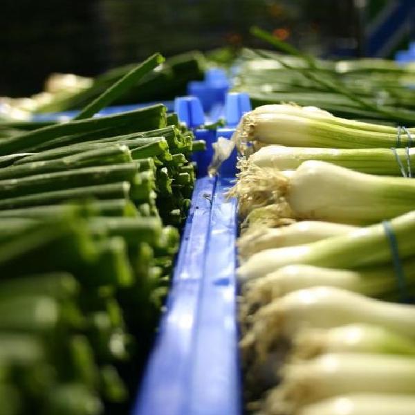 Spring onions