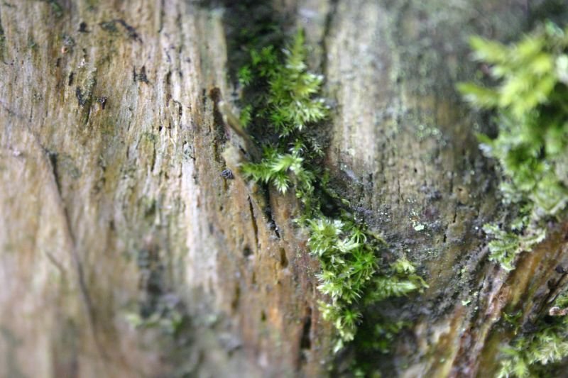 Bark and moss