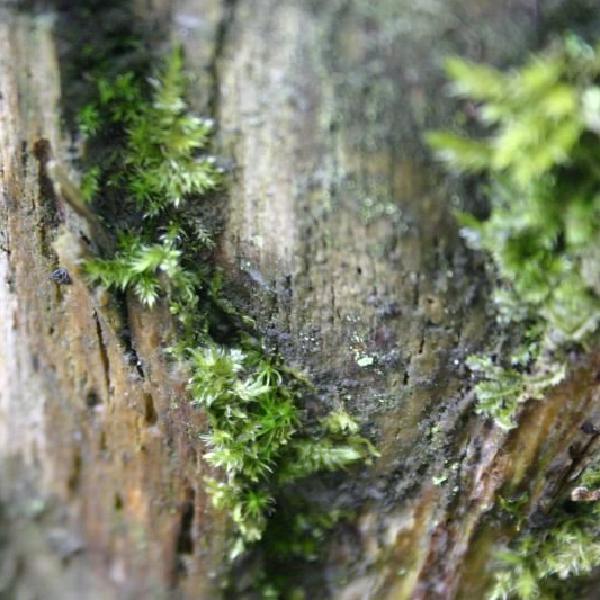Bark and moss