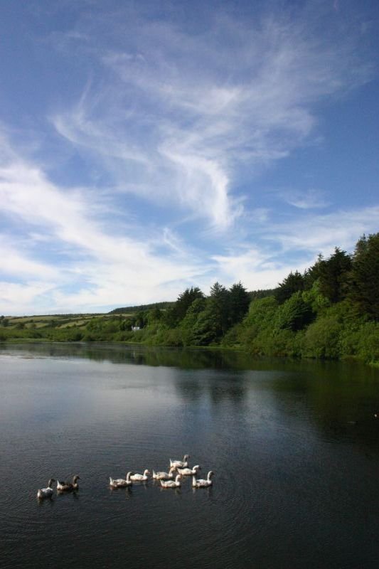 Birds in the reservoir