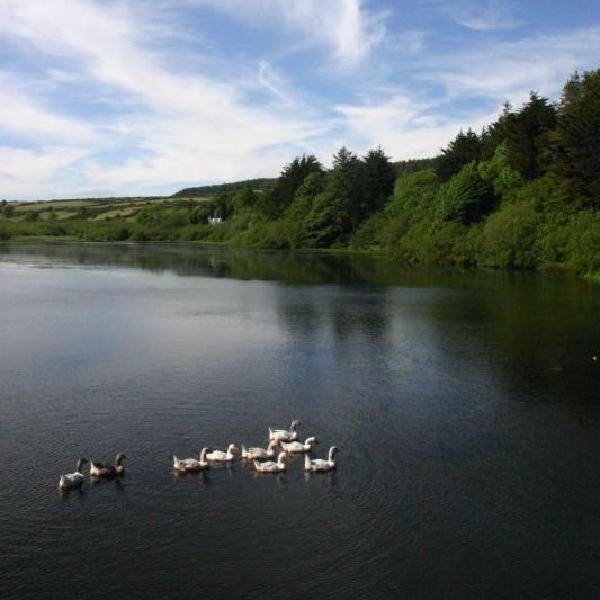 Birds in the reservoir