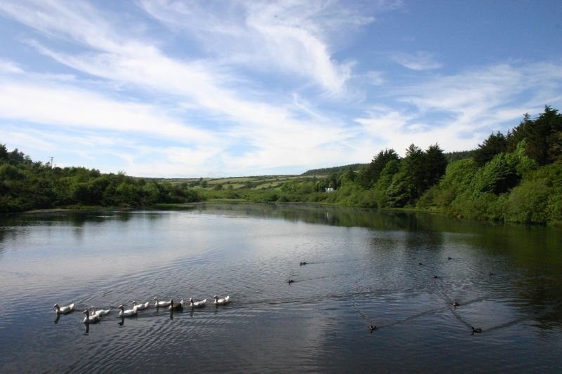 Birds in the reservoir