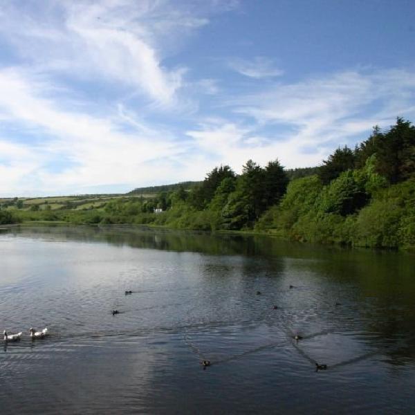 Birds in the reservoir