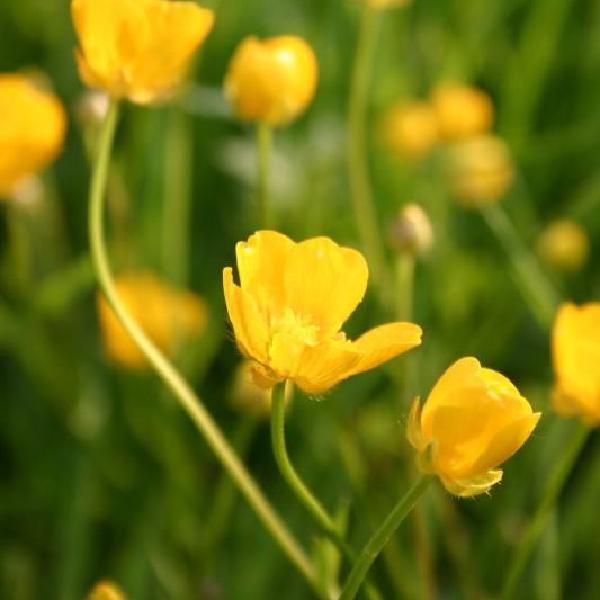 Buttercups closeup