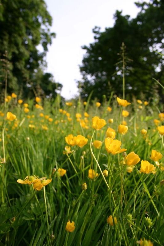 Buttercups